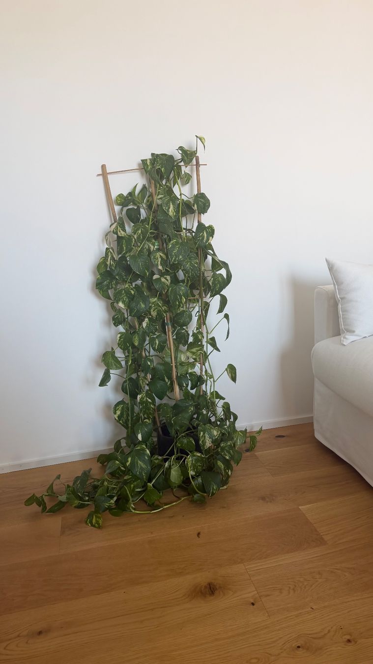 Piante & sementi: Zimmerpflanze Efeutute Epipremnum Aureum zu verschenken – Usato da Dielsdorf venduto da l.ens