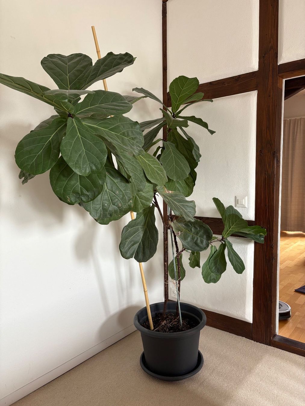 Zimmerpflanze Geigen-Feige / Ficus Lyrata 197 cm (Gebraucht) in  Mnchenbuchsee fr CHF 53  nur Abholung auf Ricardo kaufen