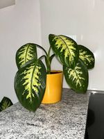 Dieffenbachia Zimmerpflanze inkl. Topf 