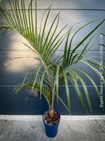 Dypsis Decaryi - einzigartige Dreieckspalme aus Madagaskar