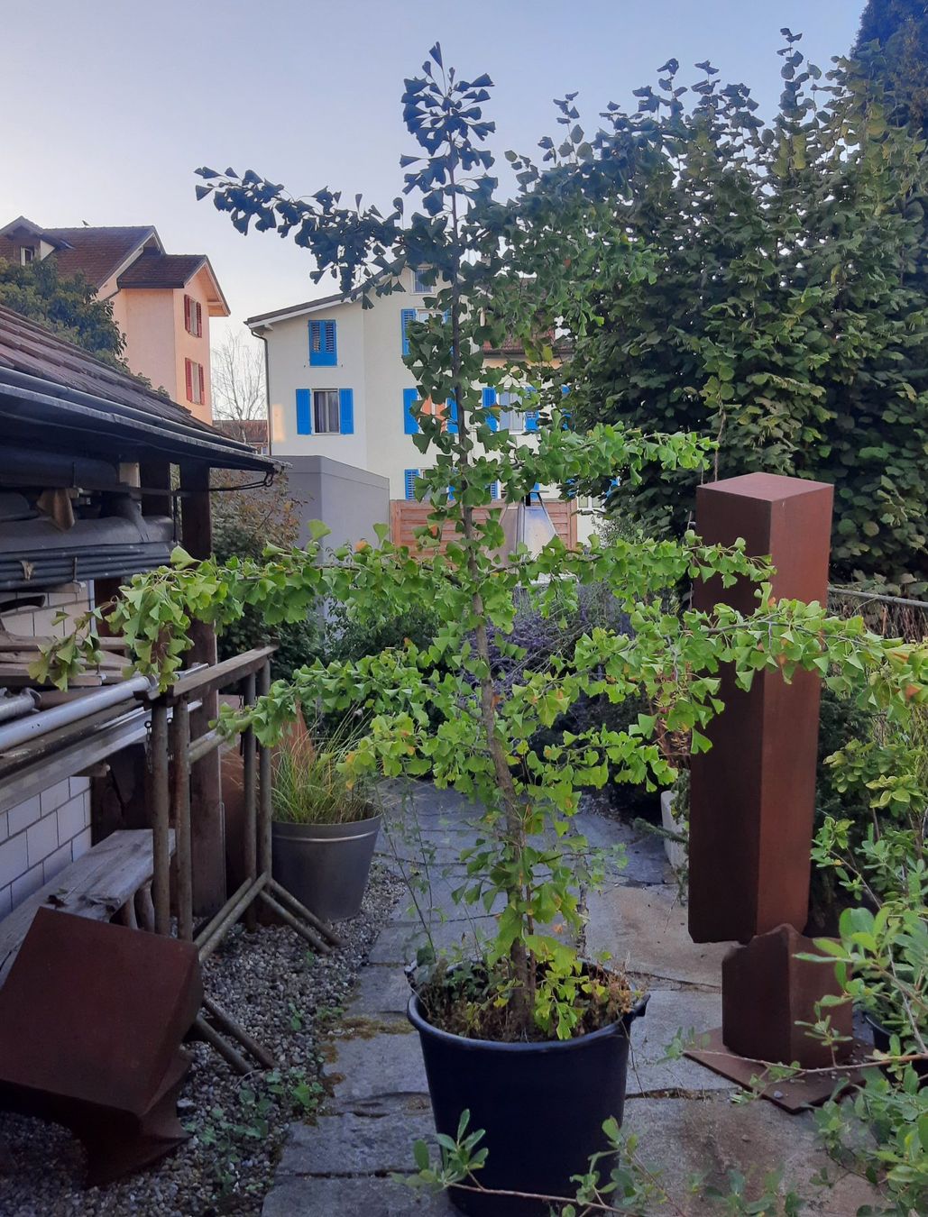 Plantes & graines: Ginko – D'occasion à Arbon par torso444