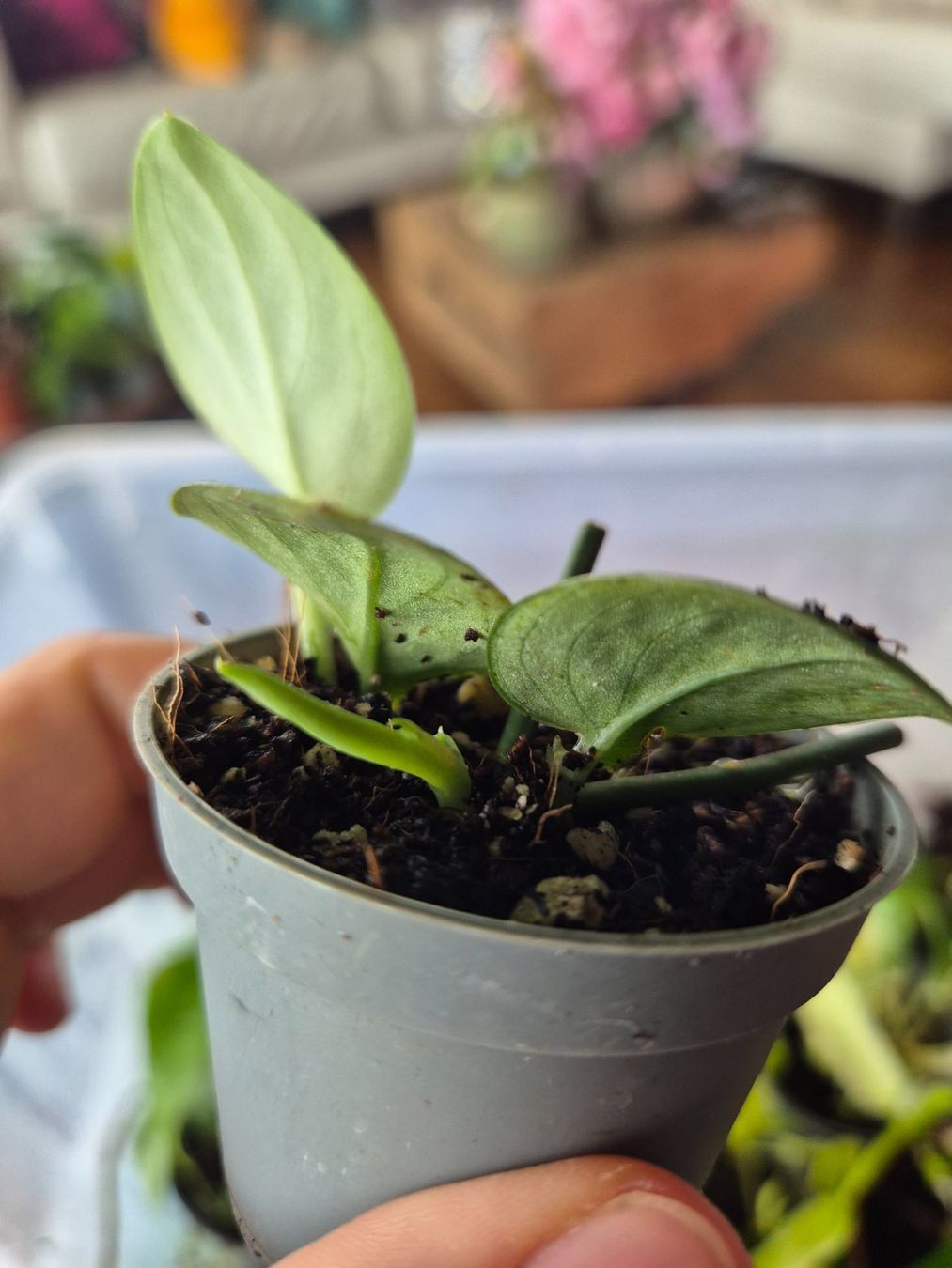 Pflanzen & Samen: Monstera spec. Dark Velvet – Gebraucht aus Urtenen-Schönbühl von Pflanzenherberge 2
