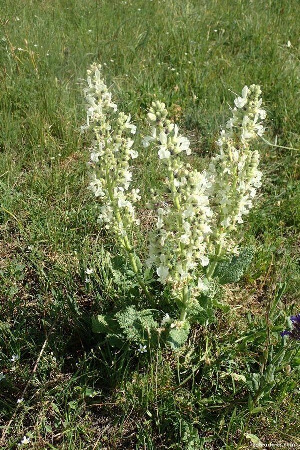 Piante & sementi: Kaukasischer Salbei - Salvia staminea - 75 Samen – Nuovo e nell'imballaggio originale da Sumiswald venduto da Cham14559 1