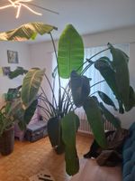 Wunderschöne, riesige Strelitzia nicolai