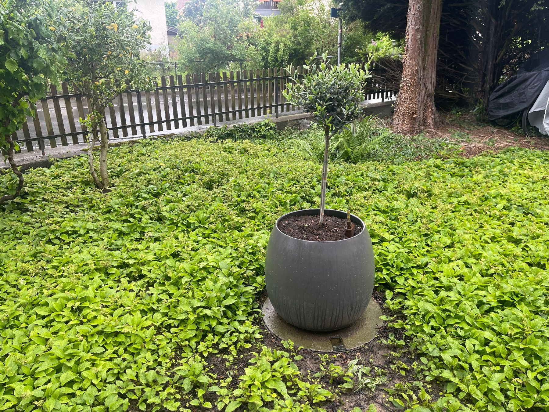 Vasi per fiori: Grosse Olivenbaum  Lieferung Gratis Ganze Schweiz – Usato da Thun venduto da Thuno6 4