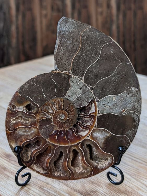 Ammonit Fossil 13,5cm, 262 Gramm mit Metallständer (Neu und ...