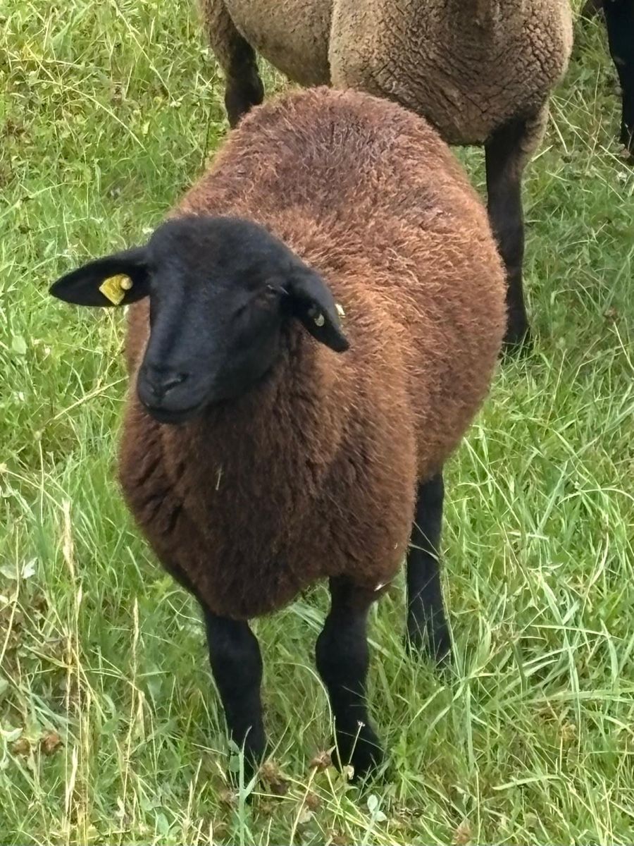 Futter: Schafbock sbs – Gebraucht aus Zuzgen von Deutzfahr00 2