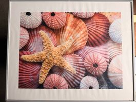 Gerahmtes Bild Sommerstrand Deko Muscheln Seestern 51x41cm