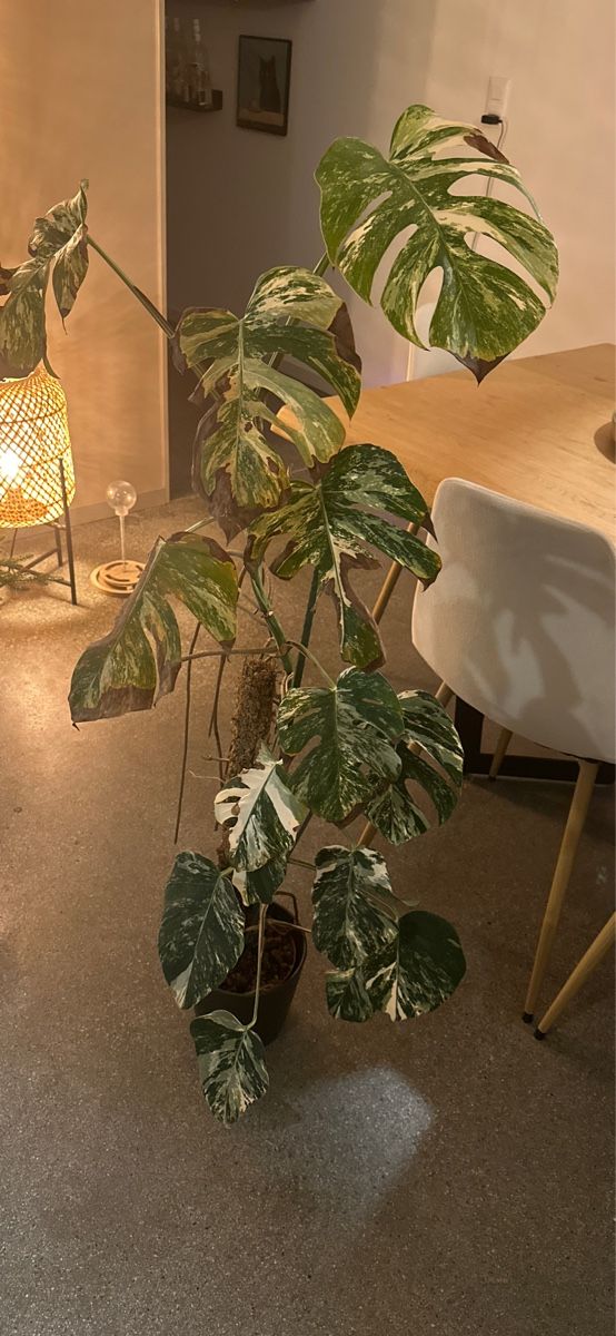 Piante & sementi: Monstera Variegata plante rare – Nuovo (secondo la descrizione) da Le Mont-sur-Lausanne venduto da dreambryan 1