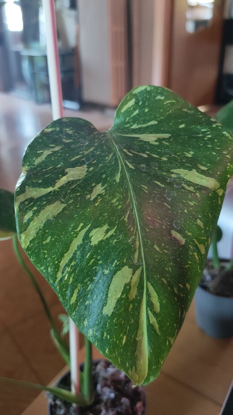 Piante & sementi: monstera electrolight  – Nuovo (secondo la descrizione) da St-Aubin-Sauges venduto da may_2yrv