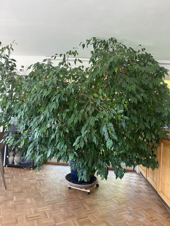 Pflanze / Wohnungspflanze / Indoor plant / Ficus benjamina Kaufen auf