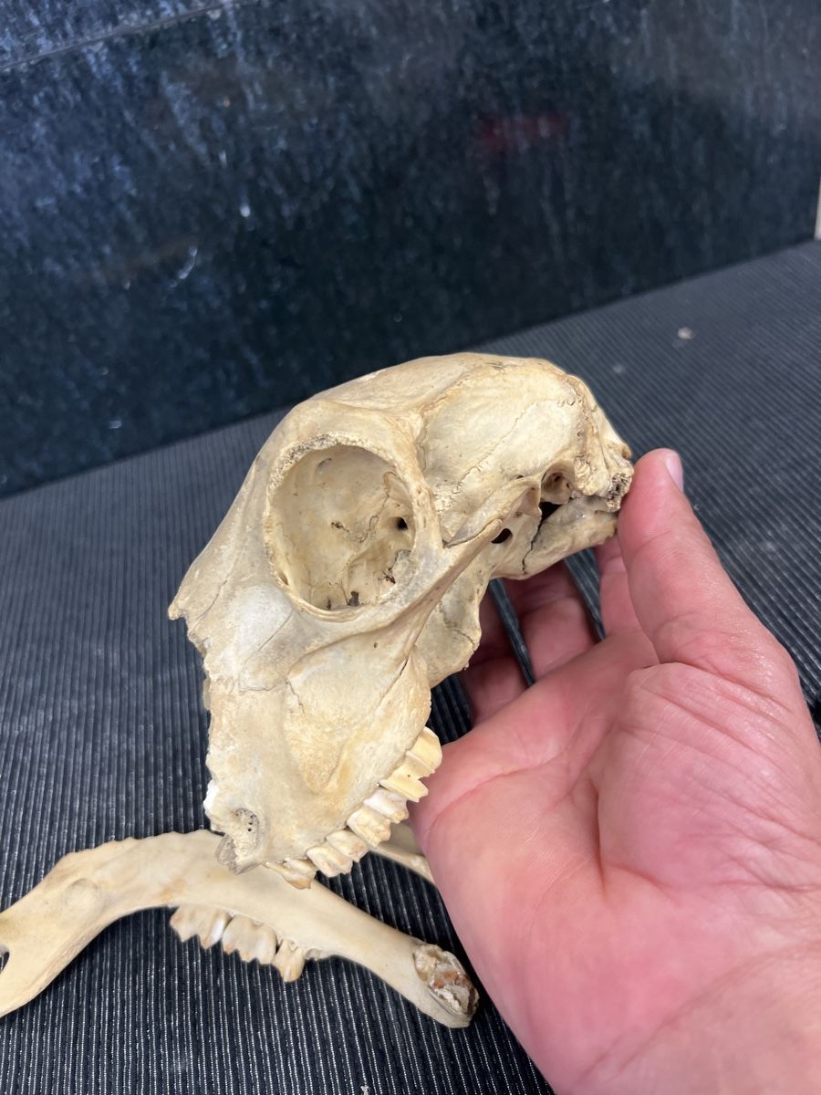 Welt der Tiere: CRÂNE 💀  ANCIEN – Gebraucht aus Genève von Leboucheoreilles 9