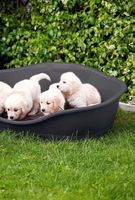 Hunde Kunststoffbett Sleepers 68,5cm x 49cm