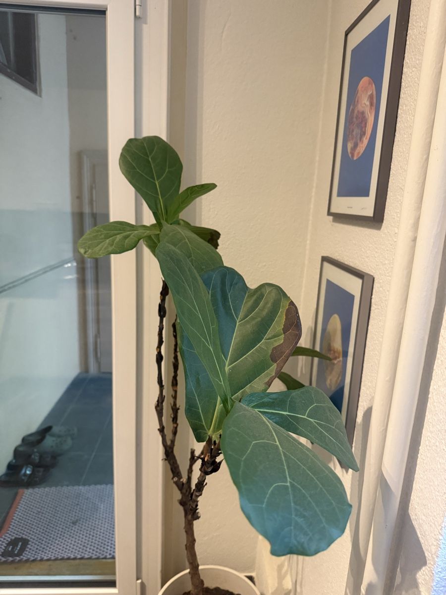 Plantes & graines: Ficus lyrata – D'occasion à Zürich par vik_wzv8 2