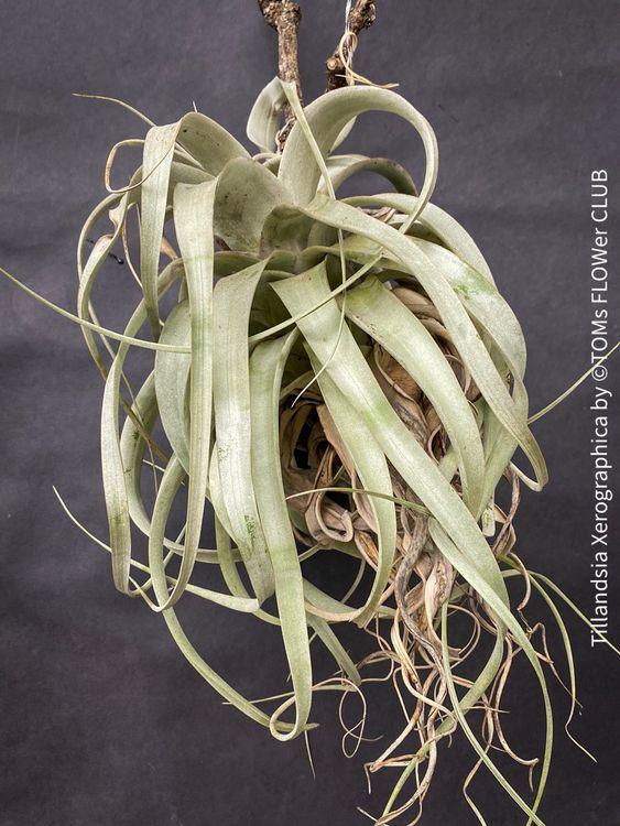Tillandsia Xerographica - AirPlant / Luftpflanze (Neu (gemäss ...