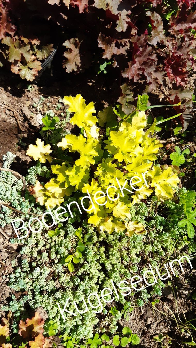 Piante & sementi: div. bodendecker sedum – Nuovo (secondo la descrizione) da Ibach venduto da rom_v8h9 4