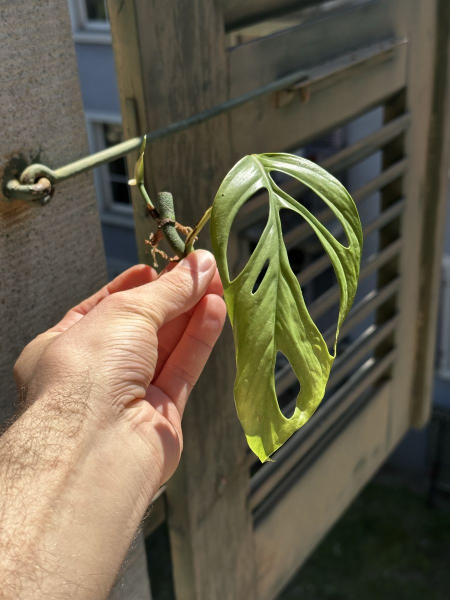 Monstera gracilis 1 (Neuf (Voir description))  Bern pour CHF 15  avec  livraison | Acheter sur Ricardo