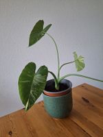Alocasia Okinawa Silver rhizome 🌱