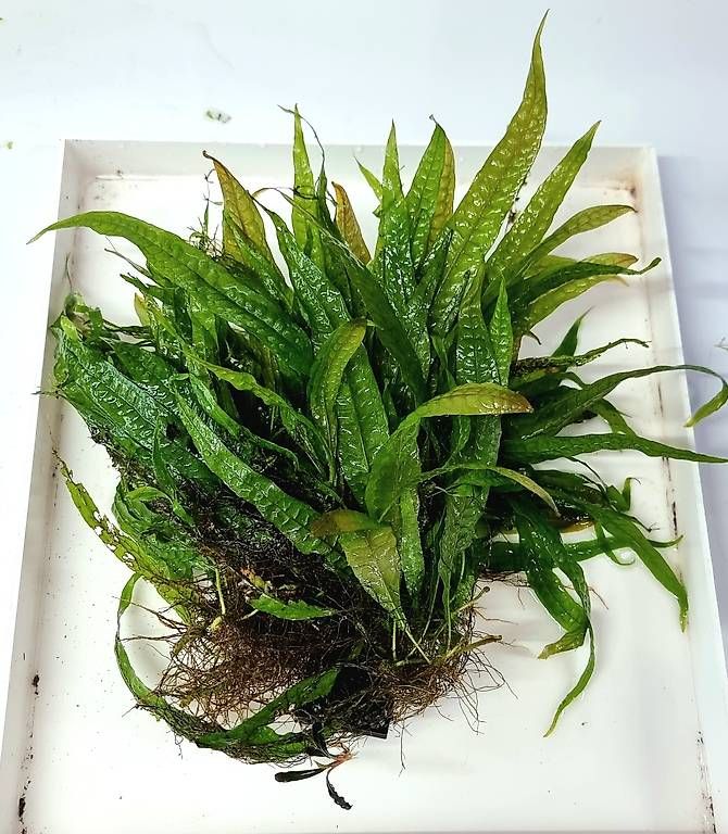 Pflanzen & Samen: Microsorum p. "Orange Narrow" – Gebraucht aus Schwyz von zpm3atlantis