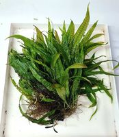 Microsorum p. "Orange Narrow"
