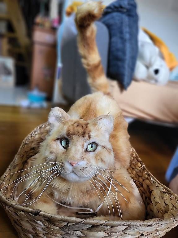 Statuette: Wunderschöne Plüsch Katze 50cm – Usato da Reigoldswil venduto da Paola_87 4
