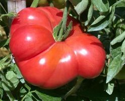 Tomate Gregory Altai  RARE  3g
