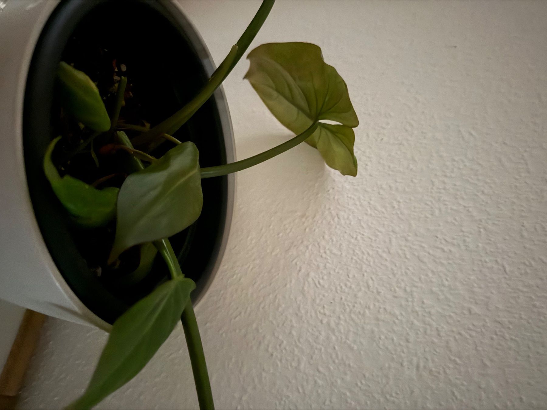 Piante & sementi: Philodendron Gloriosum – Usato da Spiez venduto da Lunelu 2