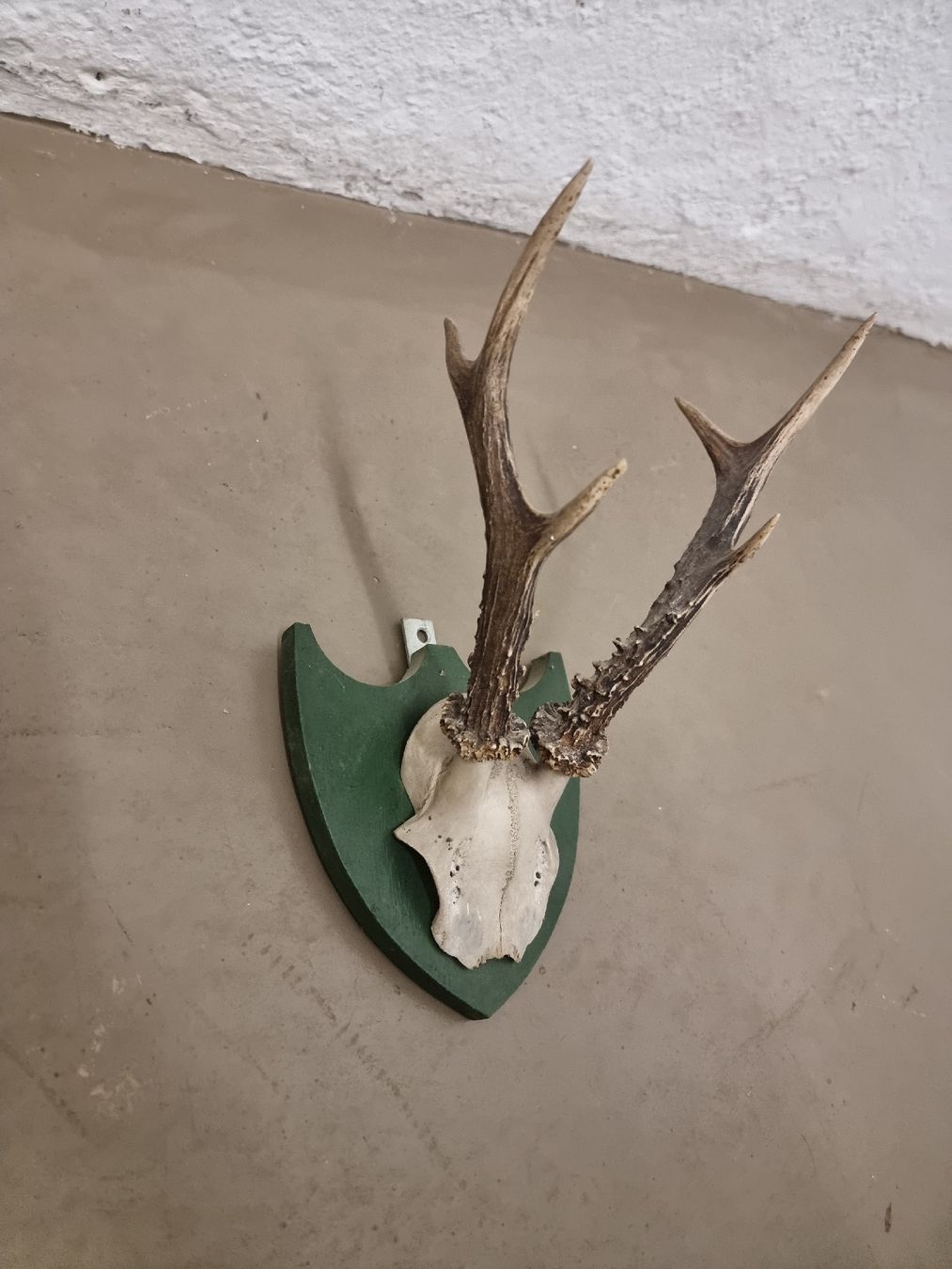 Il mondo degli animali: Hirschgeweih auf Grünem Schild - Jagdtrophäe Deko – Usato da Olten venduto da Mezopotamya 1