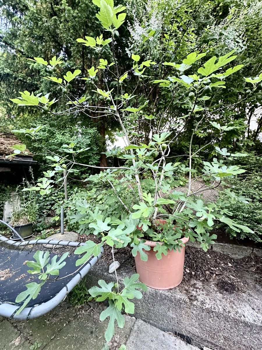 Piante & sementi: Grosser Bio-Feigenbaum im Topf – Usato da Rüti ZH venduto da Amy_M
