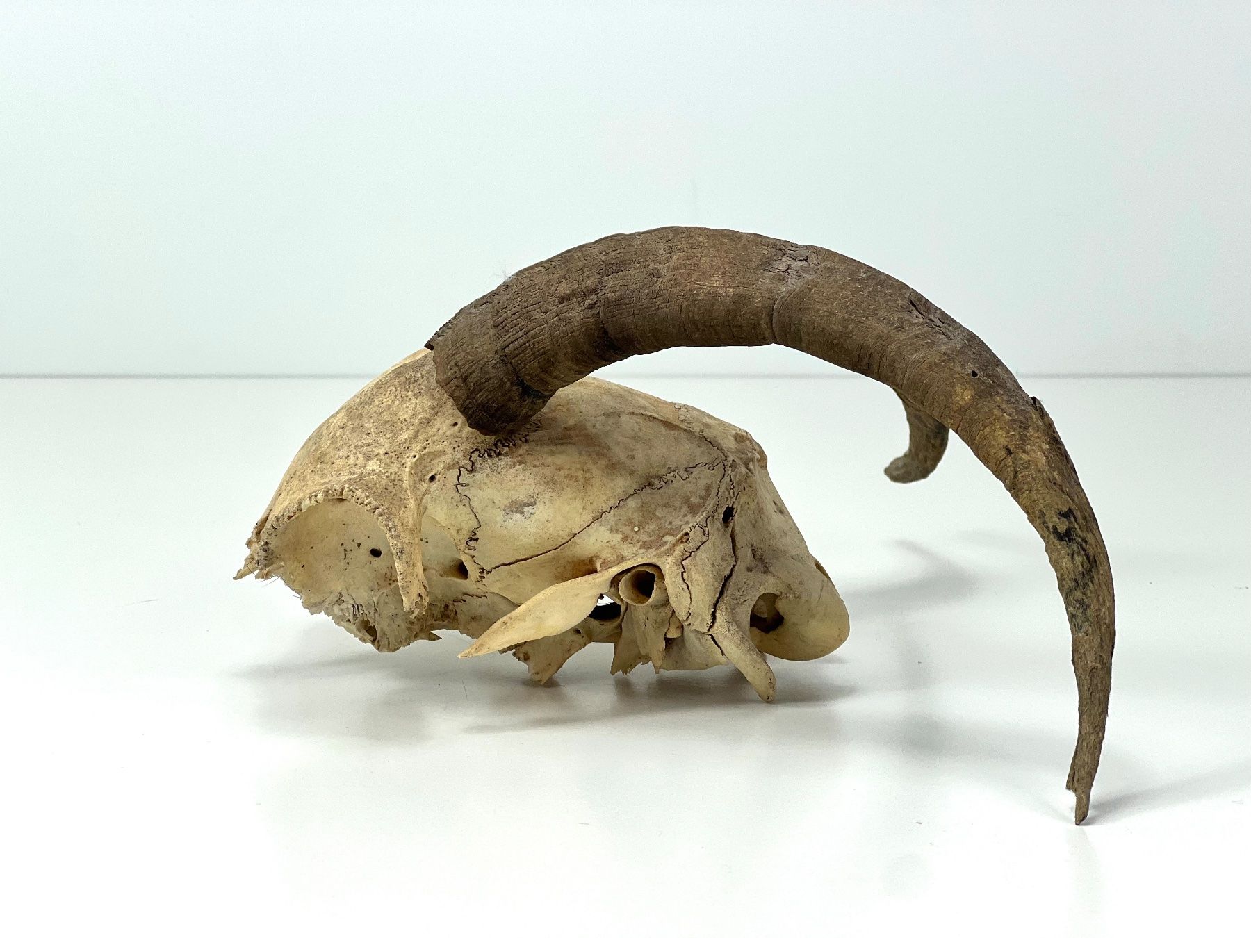 Il mondo degli animali: Echter Ziegen SCHÄDEL mit Hörnern Jagdtrophäe Naturdeko – Usato da Zürich venduto da Arche_Brockenhaus 2