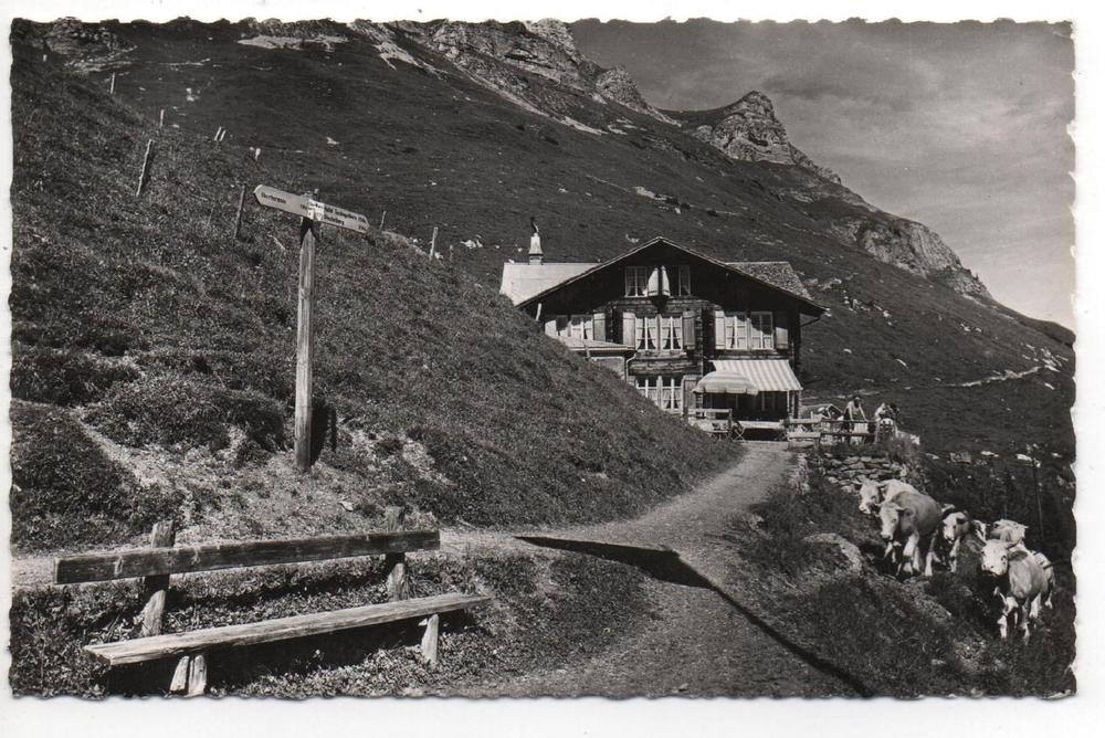 LAUTERBRUNNEN Hotel Obersteinberg, Kühe | Kaufen auf Ricardo