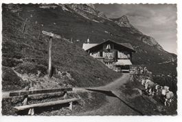 LAUTERBRUNNEN Hotel Obersteinberg - Kühe