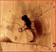 ♥ RAR: Burma Bernstein / INKLUSEN : SPINNE + MÜCKEN ♥