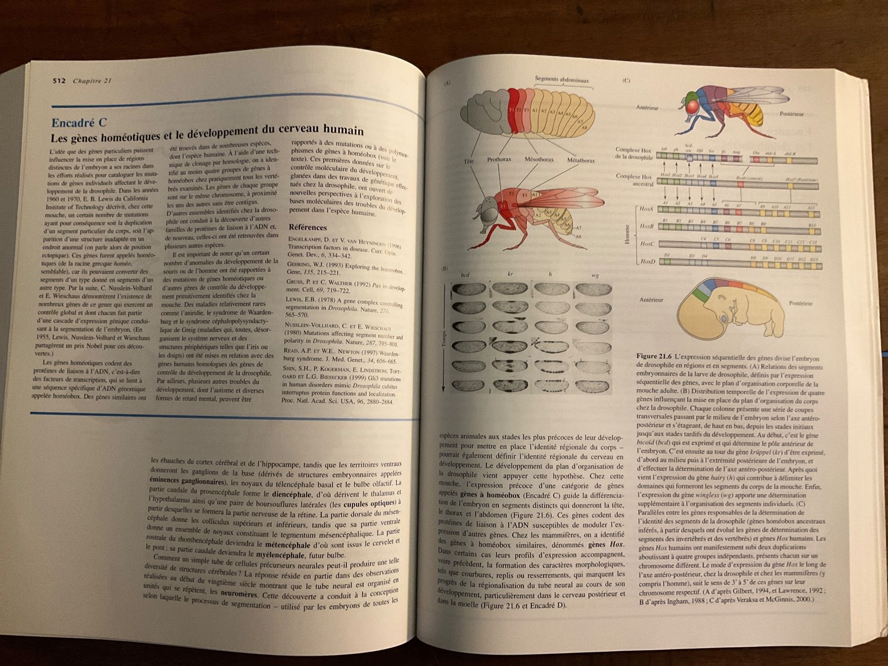 Libri: Neurosciences - Purves - 3ème édition - sans Cd – Usato da Avenches venduto da Lactobacille 7