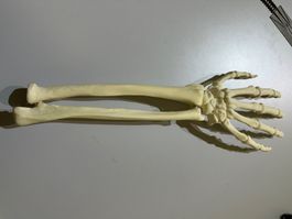 Unterarm Übungs-Skelett, Deko Knochen Hand, Arm