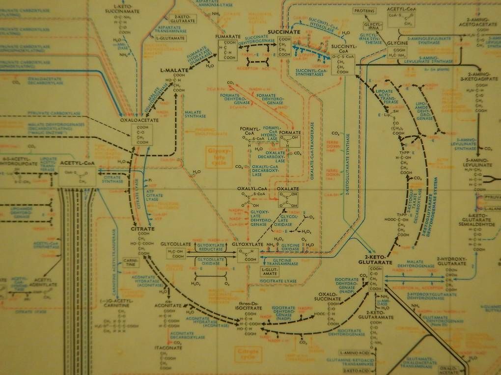 Foto & Immagini: Plakat Bild Biochemical Pathways Biochemie Stoffwechselwege – Usato da Hinterkappelen venduto da atomschnee 2