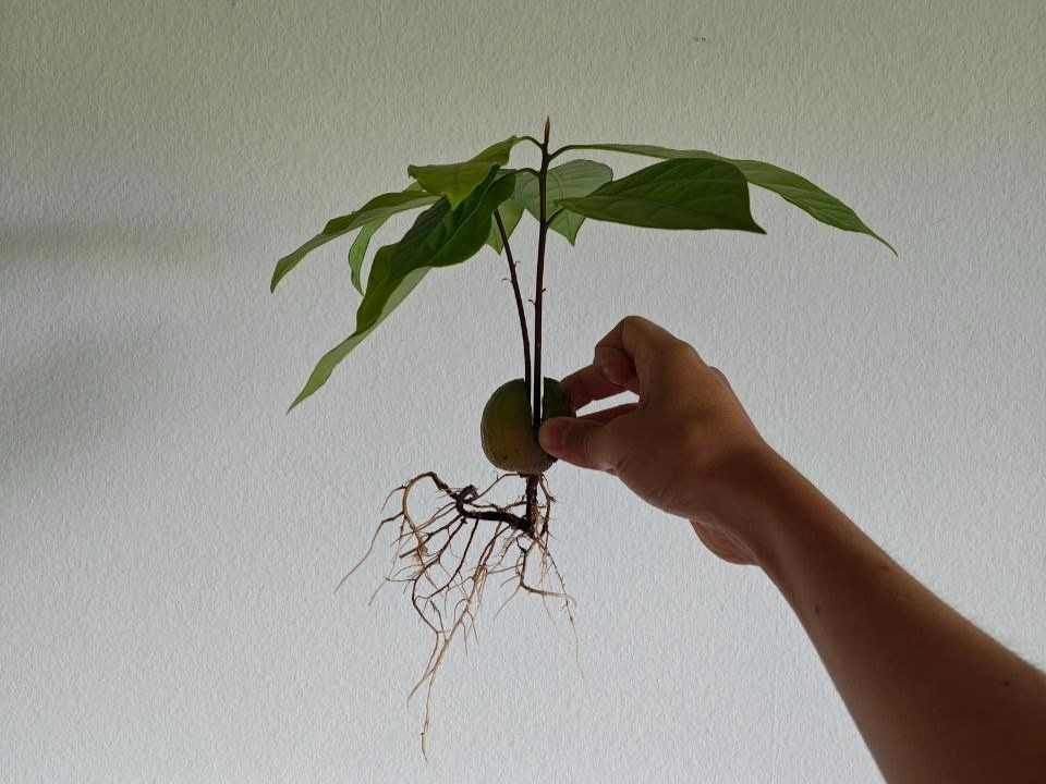 Piante & sementi: Avocado Baum (Doppelstamm) – Usato da Schlieren venduto da Edgar_k 4