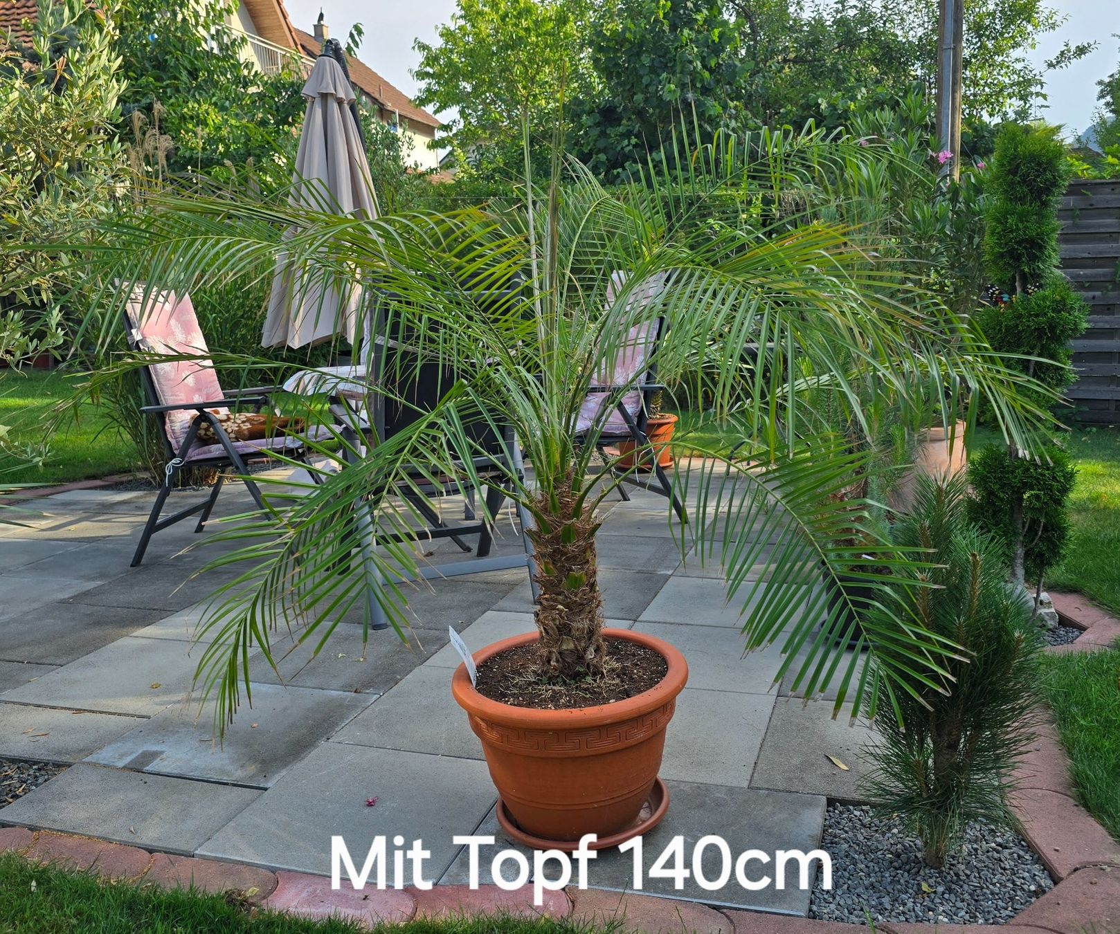 Piante & sementi: Phoenix Palme roebelenii mit Topf – Usato da Aarburg venduto da popkorn65