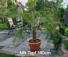 Phoenix Palme roebelenii mit Topf