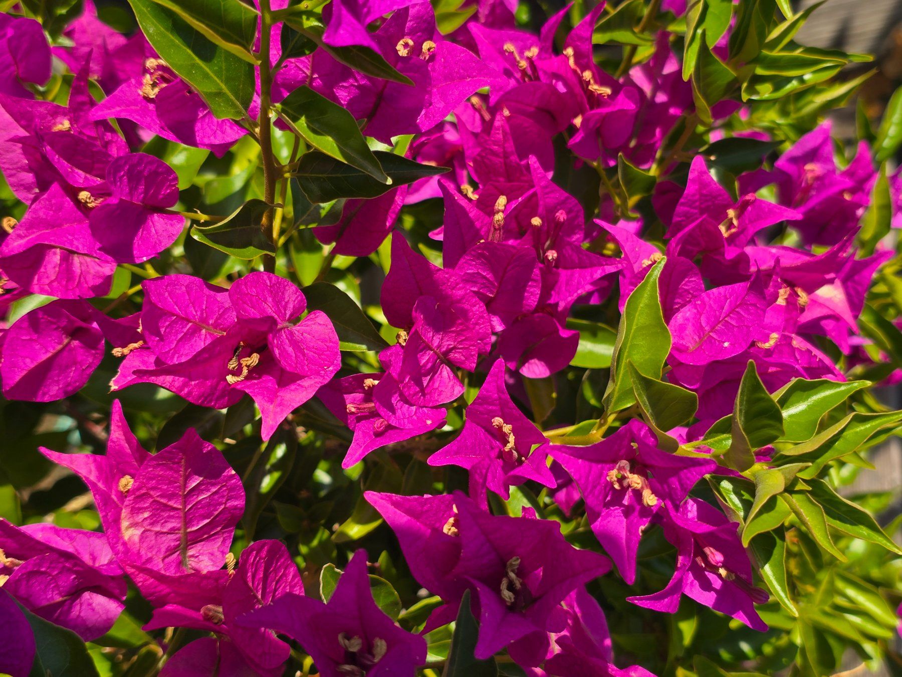 Piante & sementi: Wunderschöne Bougainvillea – Nuovo (secondo la descrizione) da Aarburg venduto da popkorn65 7