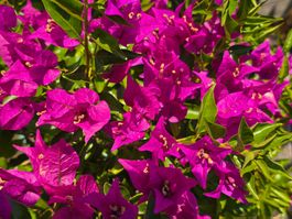 Wunderschöne Bougainvillea