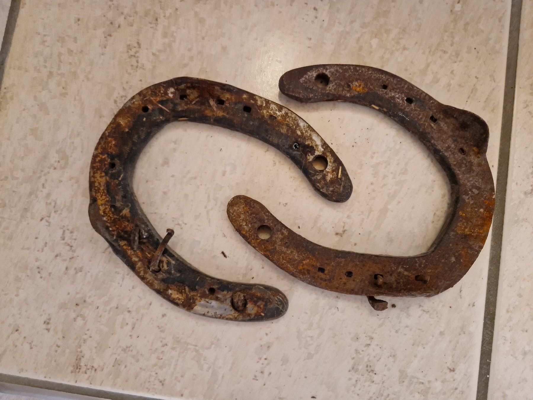 Altro in Accessori per animali: Hufeisen – Usato da KREUZLINGEN venduto da sma_c5fz 1