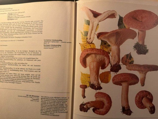 Libri: Buch über Pilze - 2 Bände – Usato da Osterfingen venduto da ducdecarignan 2