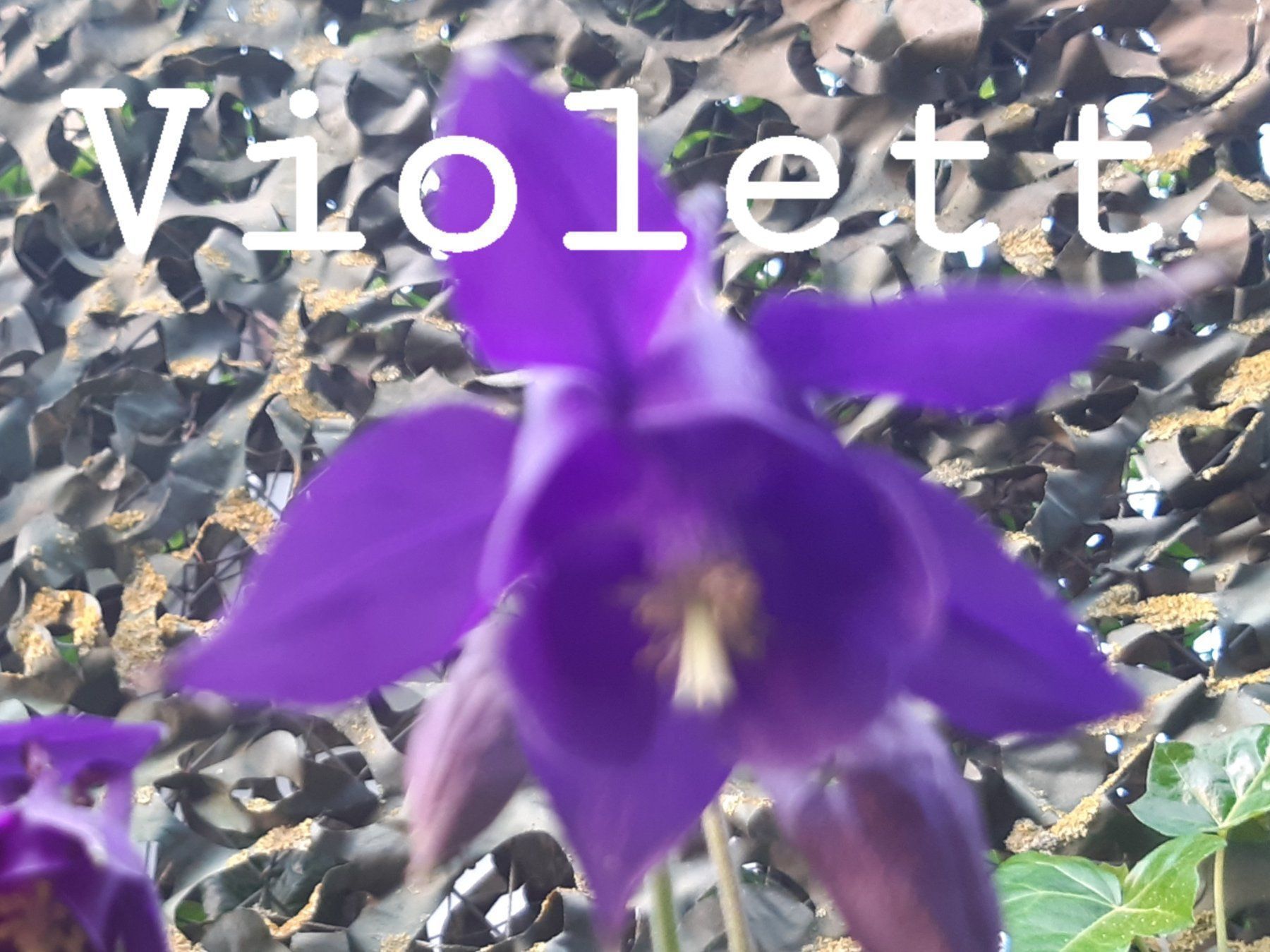 Piante & sementi: 50 Akaleie samen violett – Nuovo e nell'imballaggio originale da Ibach venduto da rom_v8h9