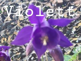 50 Akaleie samen violett