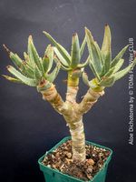Aloe Dichotoma - seltener Köcherbaum aus Südafrika