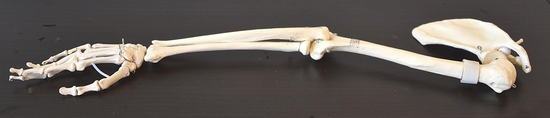 Modellbausätze & Standmodelle: Anatomiemodell Hand-Arm-Schulter – Gebraucht aus Seftigen von Educhief