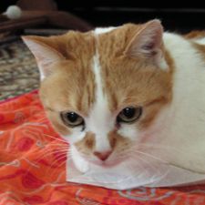 Profile image of nalesnales