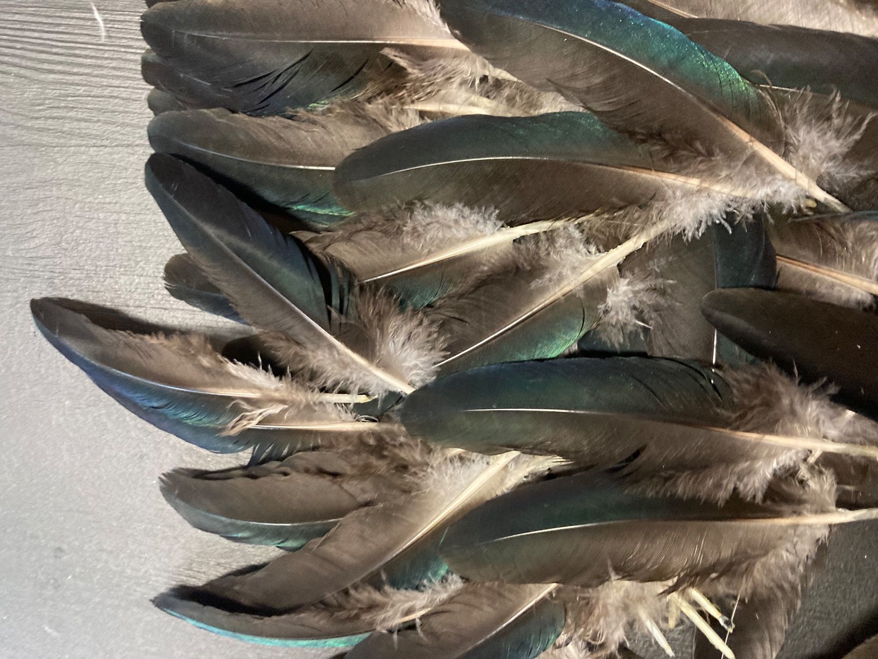 Il mondo degli animali: Pfauen Federn – Usato da Grosswangen venduto da arum01 2