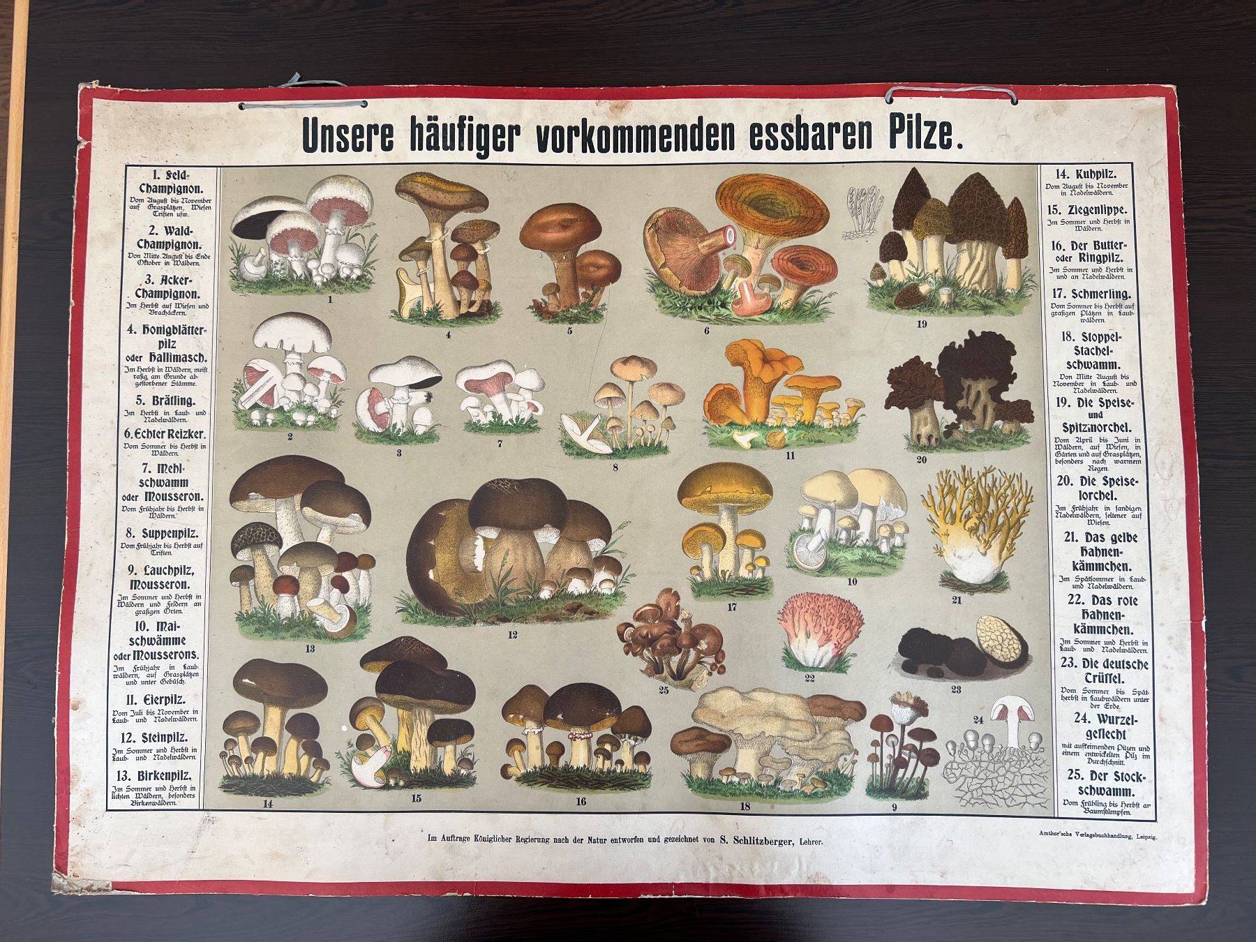 Foto & Immagini: Schulwandbild essbare Pilze – Usato da Uetikon am See venduto da pixxel14